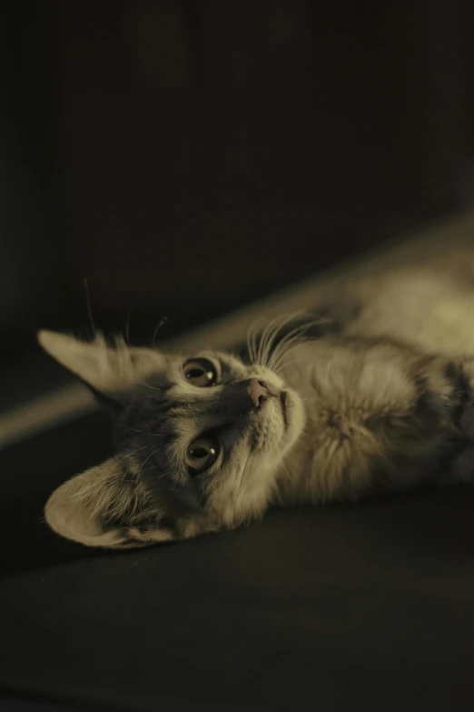 a cat laying on its back on a table, flickr, portrait soft low light, cinematic shot ar 9:16 -n 6 -g, an adorable kitten, high quality photo