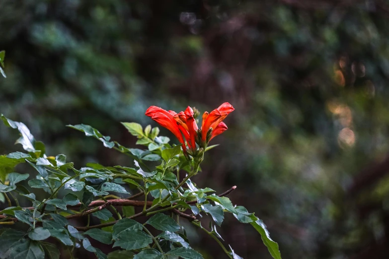 a flower is shown with some green leaves