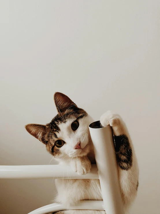 a cat sitting on top of a white chair, pointing at the camera, trending on vsco, milk - bath effect, gif