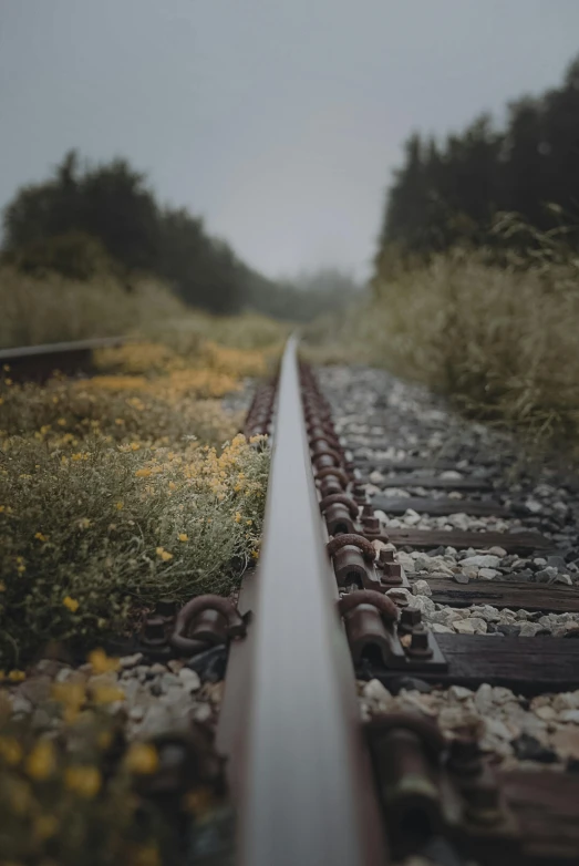 a train track in the middle of a field, an album cover, by irakli nadar, unsplash, realism, flowers around, profile picture, chemrail, subtle depth of field