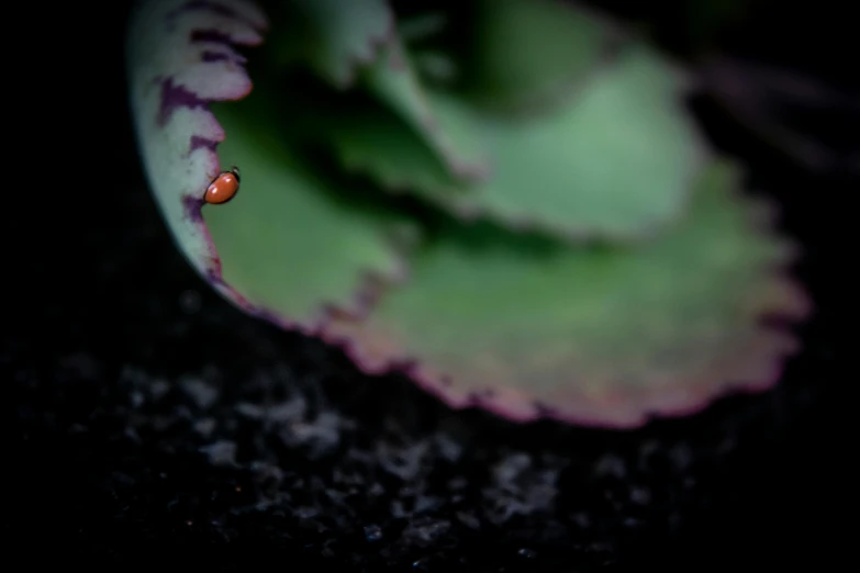 a ladybug sitting on top of a green plant, a macro photograph, unsplash, art photography, lurking in the darkness, carnivorous plant, tiny person watching, mixed art