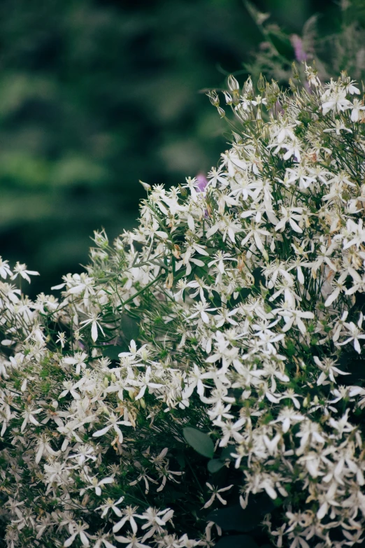 a bush filled with lots of white flowers, by Attila Meszlenyi, trending on unsplash, baroque, clematis like stars in the sky, sage, rugged | stars, large tall