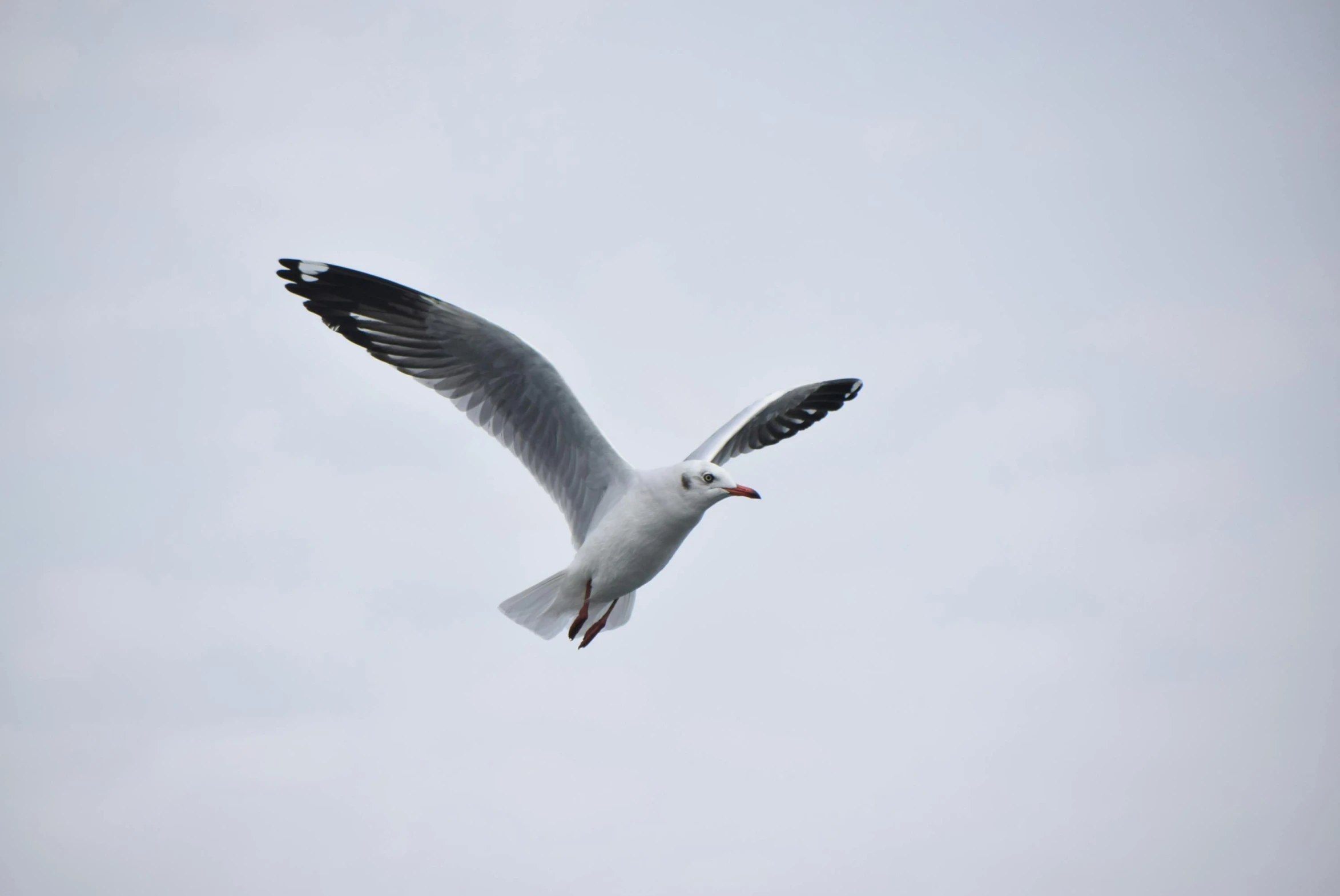 a seagull flying in the sky on a cloudy day, pexels contest winner, arabesque, white, low detail, low quality photo, blank