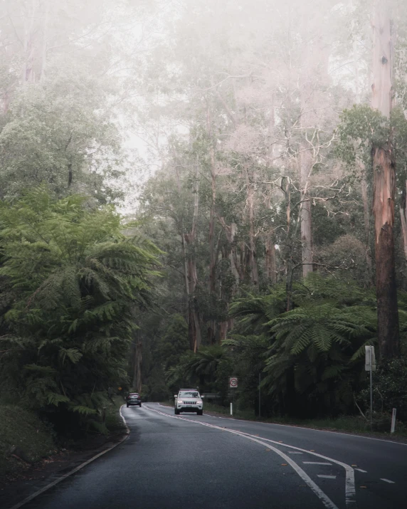 a car driving down a road surrounded by trees, by Maggie Hamilton, unsplash contest winner, australian tonalism, light grey mist, eucalyptus, tree ferns, north melbourne street