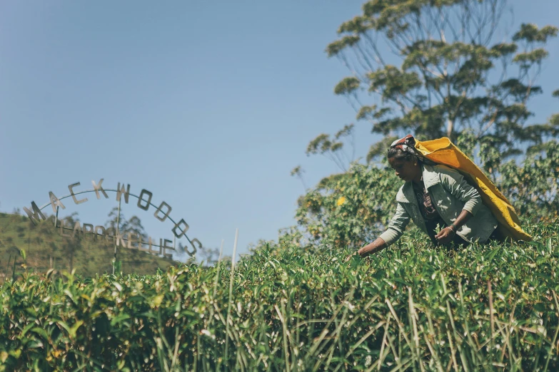 a man holding a yellow umbrella on top of a lush green field, picking up a can beans, tamborine, wilderness, avatar image