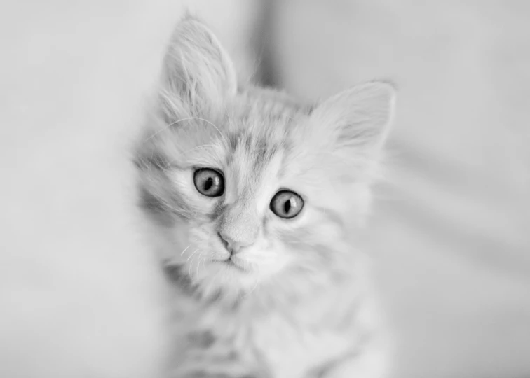a black and white photo of a kitten, by Matthias Weischer, pexels, fluffy ears and a long, silver eyes, getty images, high key