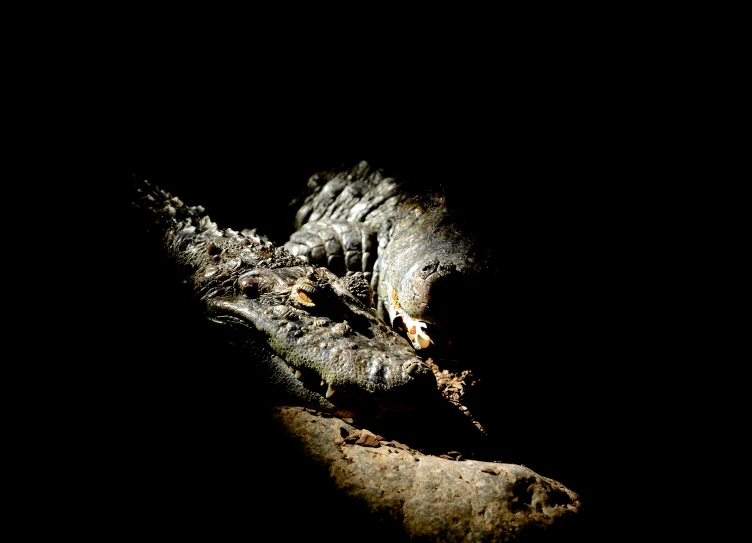 a lizard that is laying down in the dark, by Mirko Rački, hurufiyya, armor made of bark, photo of crocodile, taken in the late 2010s, digital photograph