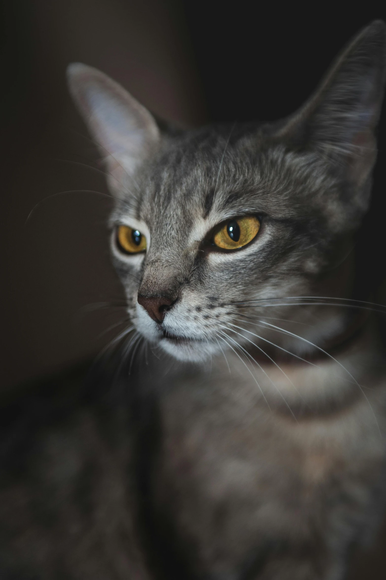 a close up of a cat with yellow eyes, a portrait, pexels contest winner, sharp cheekbones, cinematic full shot, portrait”