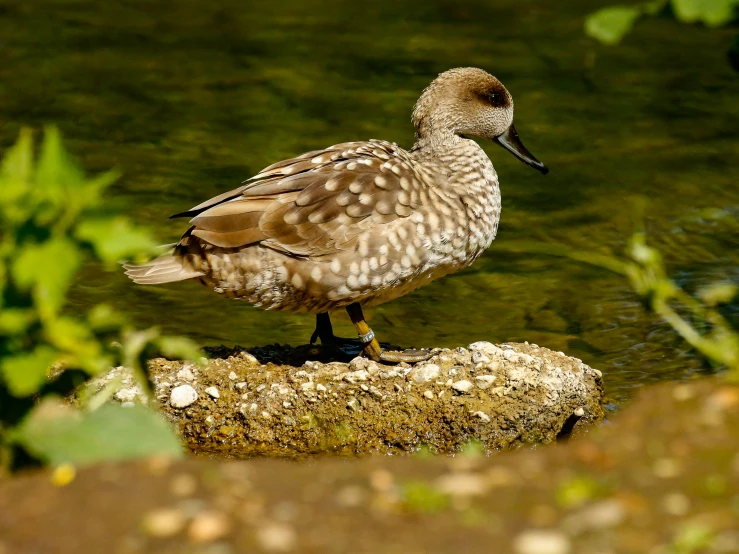 a duck is standing on a rock in the water