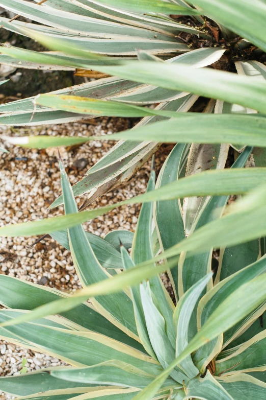 a red fire hydrant sitting next to a green plant, by Jessie Algie, unsplash, visual art, desert white greenhouse, looking down from above, shades of gold display naturally, thin spikes