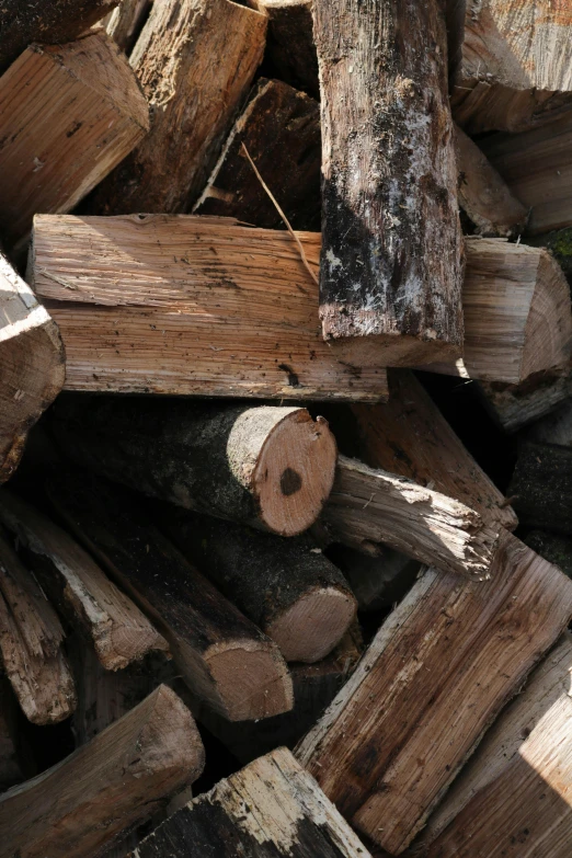 a pile of wood sitting next to a pile of logs, profile image, botanicals, close up, woodfired