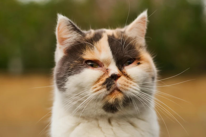 a close up of a cat with a blurry background, an album cover, unsplash, grumpy [ old ], multi - coloured, pudgy, avatar image