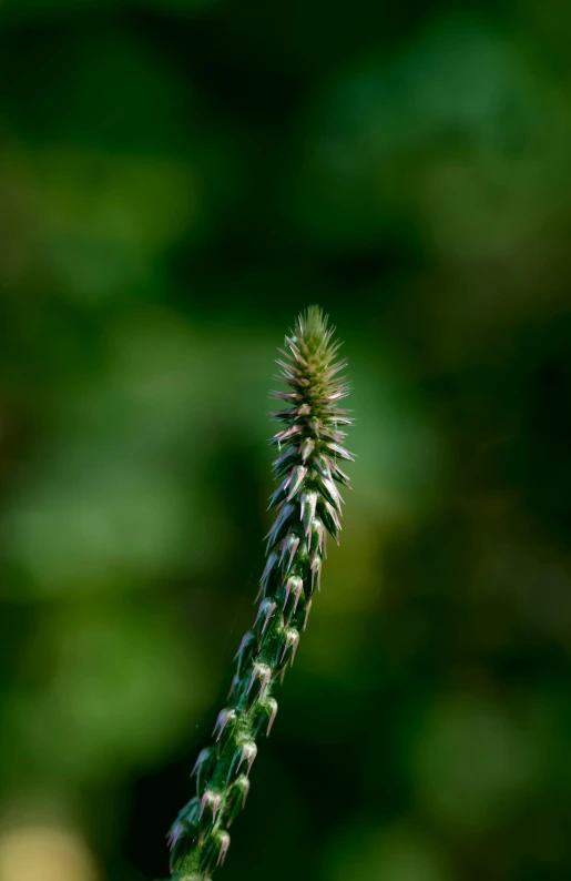 a close up of a plant with a blurry background, a macro photograph, by Sven Erixson, hurufiyya, a tall, a green, cinematic shot ar 9:16 -n 6 -g, vegetation and flowers