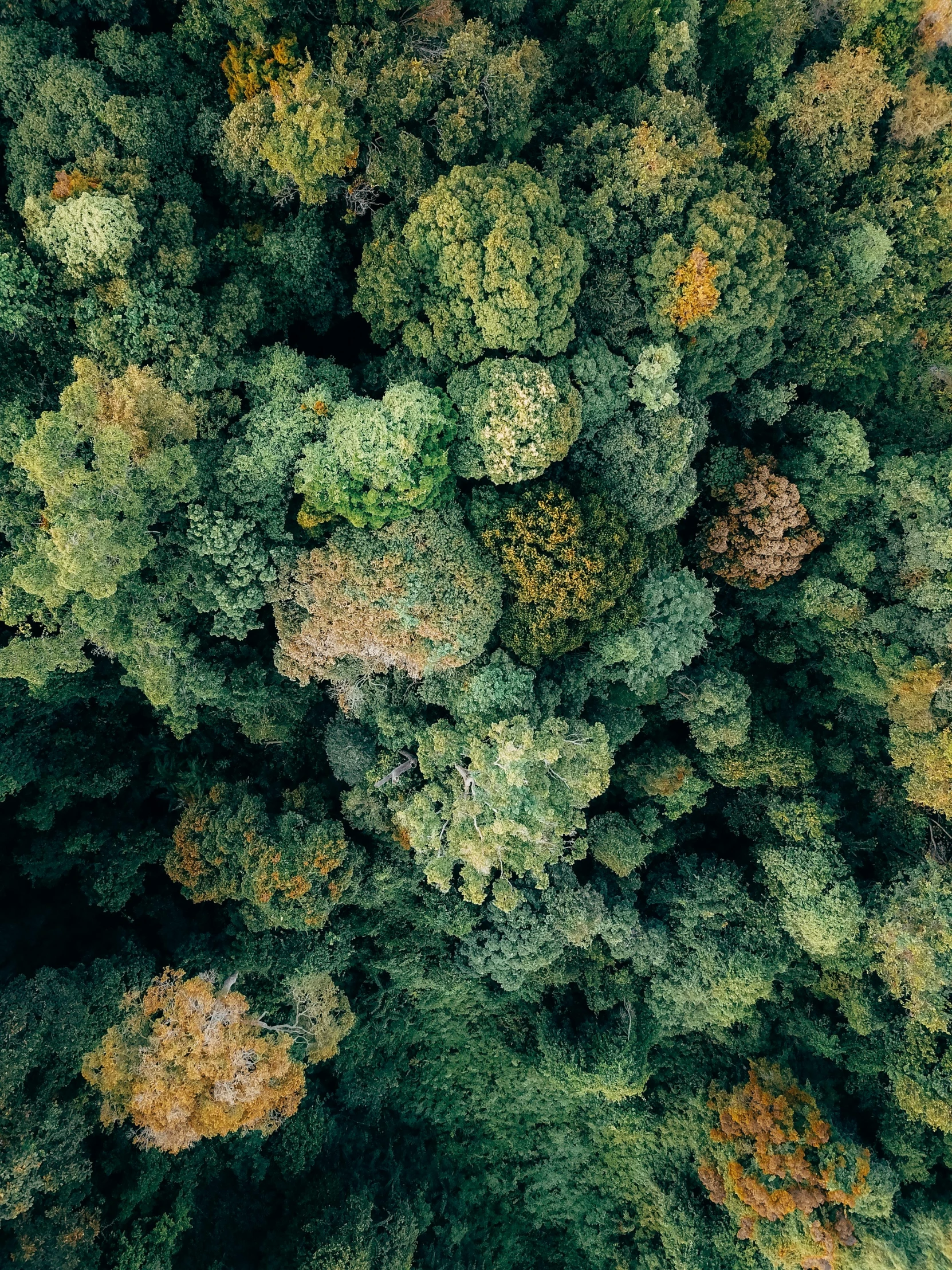 a bird's eye view of a forest, by Adam Marczyński, unsplash contest winner, sumatraism, verdant gradient, full 8k high quality resolution, greens)