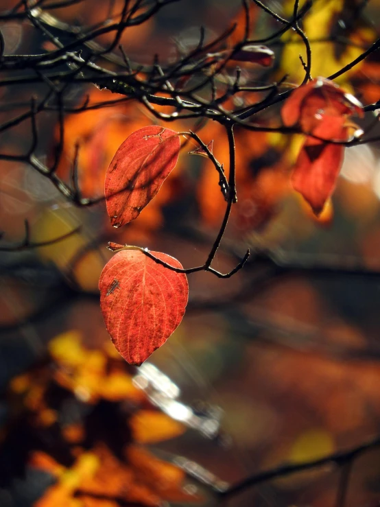 a close up of a leaf on a tree branch, pexels contest winner, light red and orange mood, 🍁 cute, deep colours. ”
