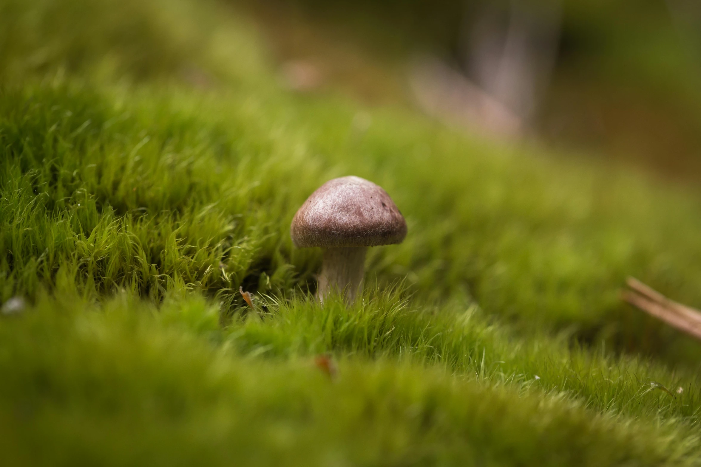 a mushroom sitting on top of a lush green forest, a macro photograph, by Jesper Knudsen, unsplash, fan favorite, mossy ground, brown, grey