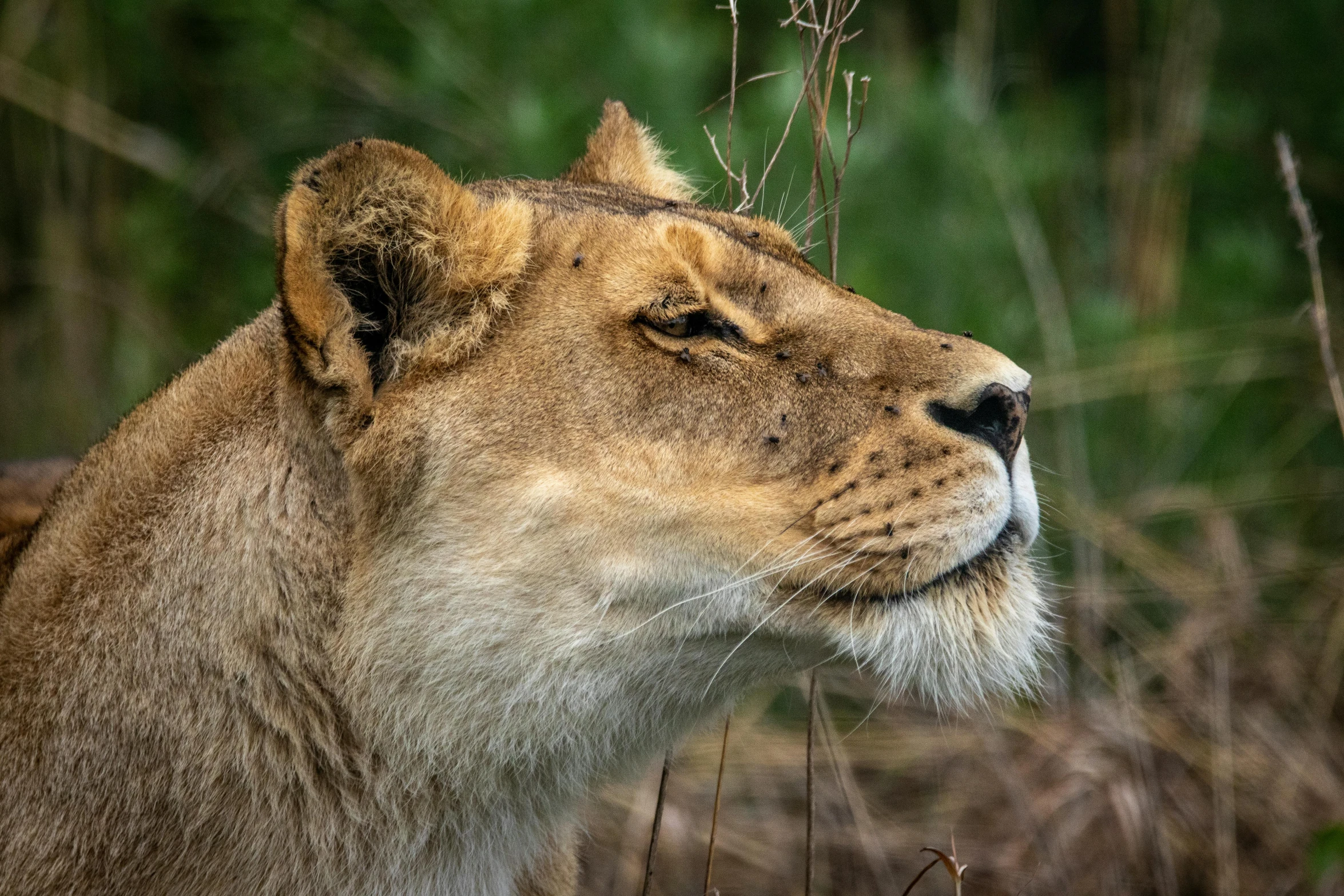 a close up of a lion in a field, a woman's profile, wild species photography, 2019 trending photo, head looking up