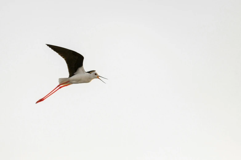 a bird that is flying in the sky, by Egbert van der Poel, pexels contest winner, figuration libre, with long thin antennae, red eyed, with a straw, on grey background