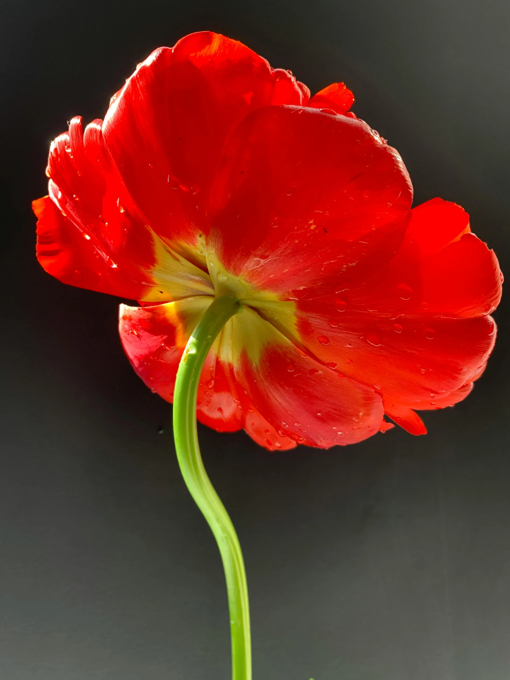 a red flower sitting on top of a green stem, by Jan Rustem, high resolution print :1 red, bright on black, tulips, sassy pose