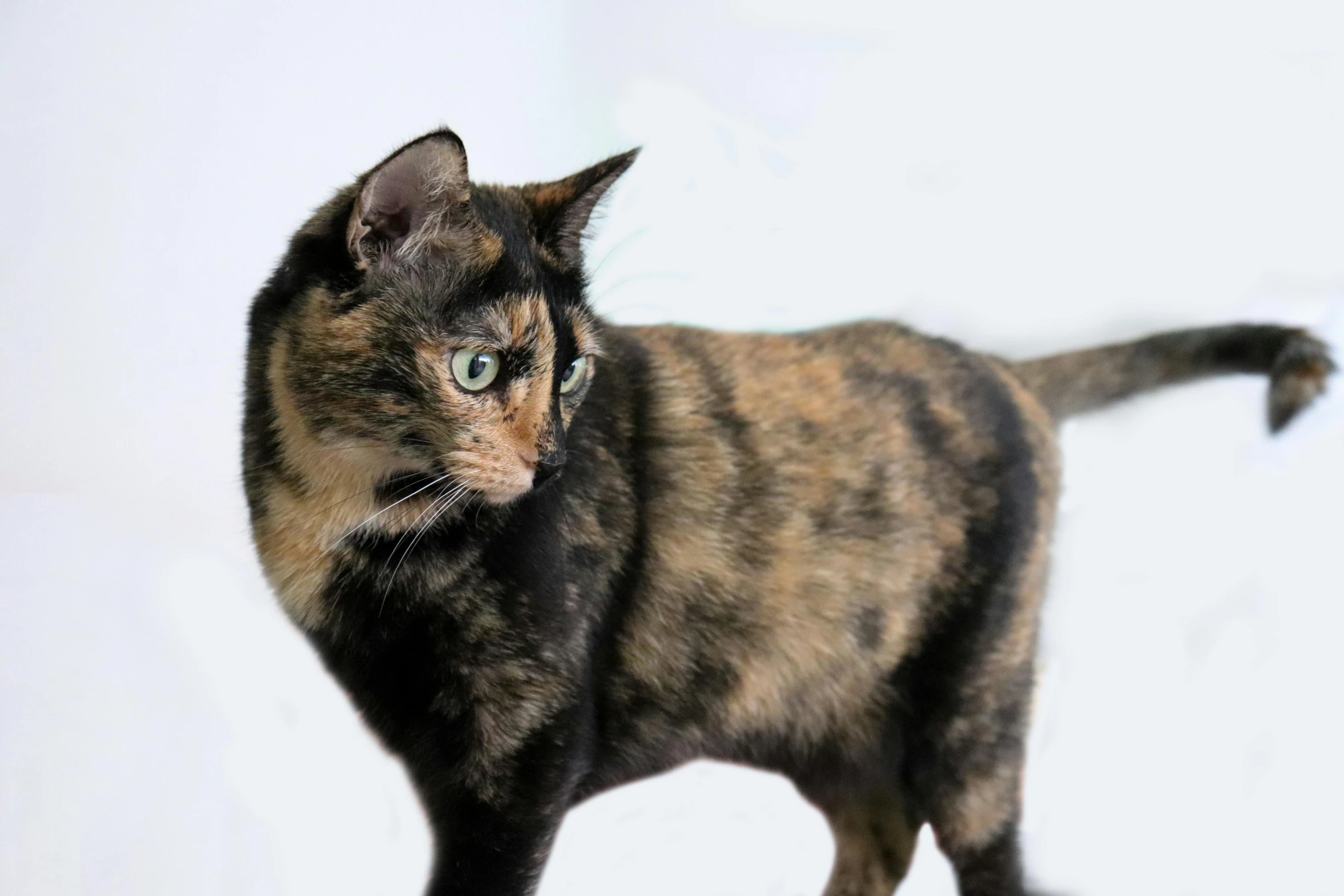 a cat that is standing in the snow, mottled coloring, set against a white background, markings on her face, an olive skinned