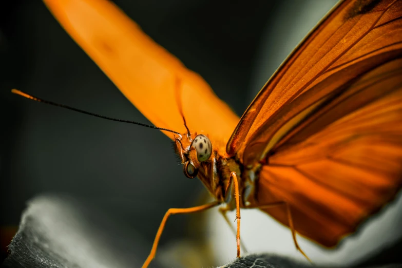 a close up of a butterfly on a leaf, pexels contest winner, orange color, 🦩🪐🐞👩🏻🦳, museum quality photo, with long antennae