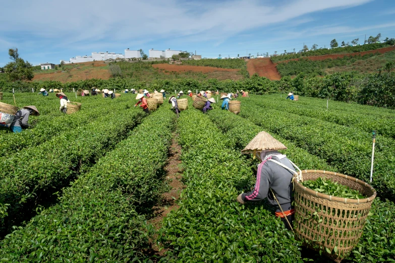 a group of people picking tea leaves in a field, a photo, avatar image, neighborhood, thumbnail, peter henket