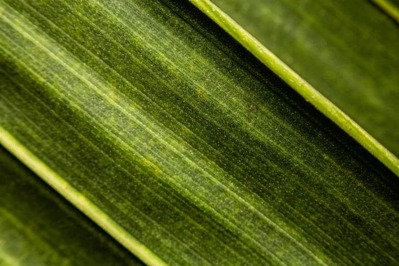 a close up view of a green leaf, flax, shot on sony a 7 iii, natural materials :: high detail, palm lines