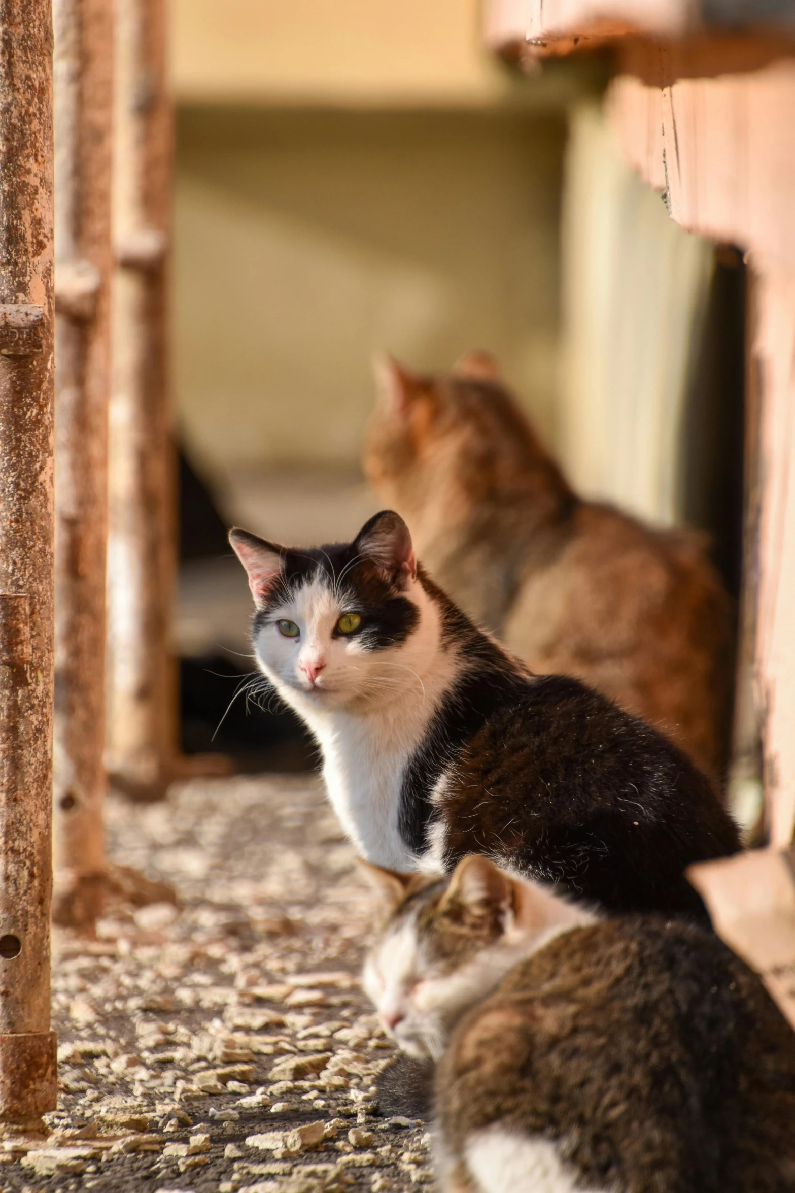 a couple of cats standing next to each other, unsplash, in a village, close-up photo, trending photo, 8k 50mm iso 10