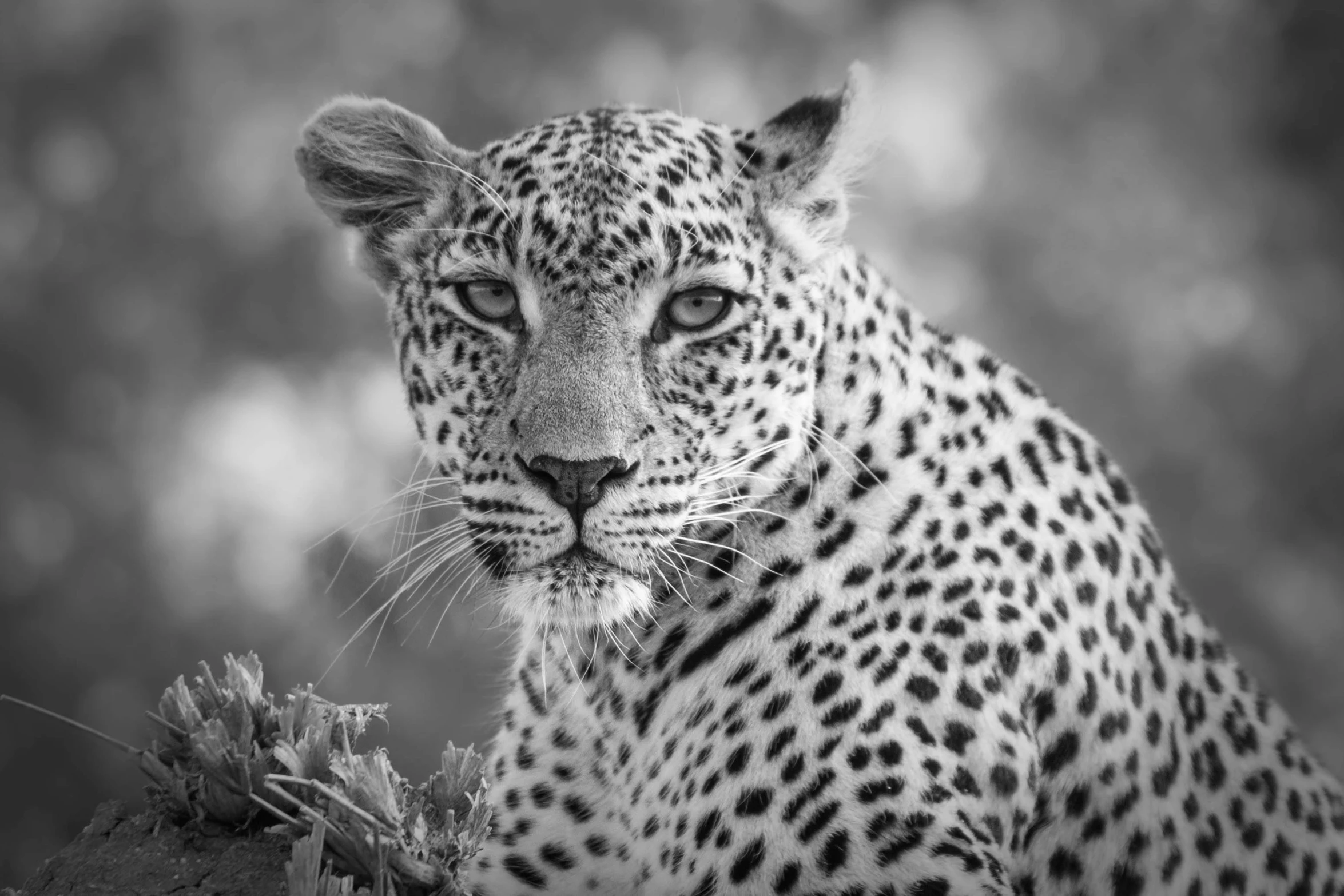 a black and white photo of a leopard, unsplash contest winner, fine art, with pointy ears, regal and proud robust woman, soft colors mono chromatic, young male