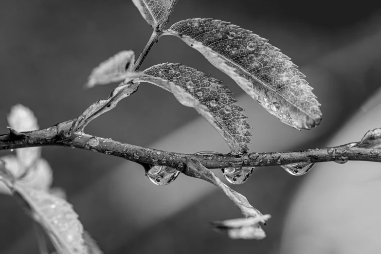 a tree branch with water droplets on it, by Jan Rustem, 4k greyscale hd photography, fine art print, stacked image, leaf