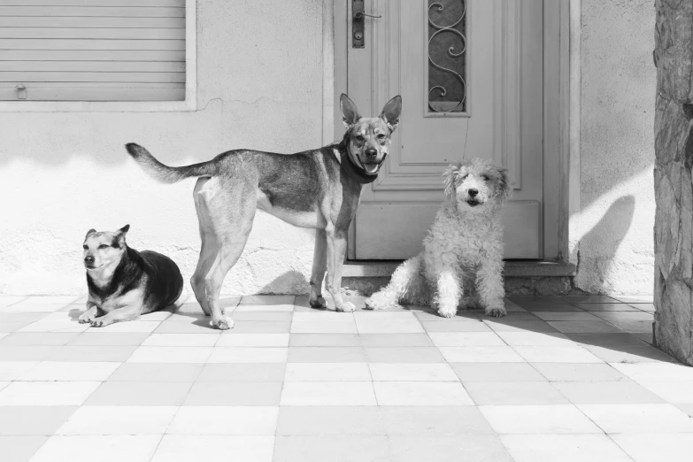 a couple of dogs that are sitting in front of a door, a black and white photo, by Emma Andijewska, pixabay, art deco, three animals, having fun in the sun, photographic print, realistic photo