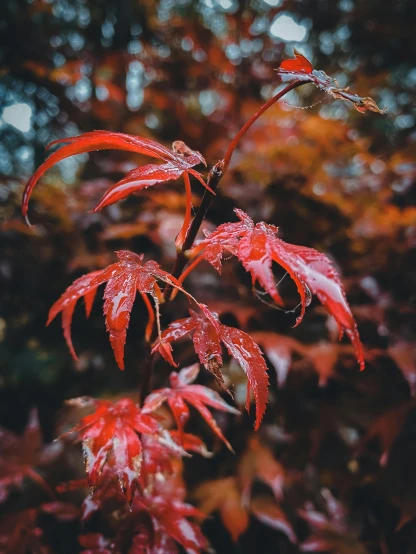 a close up of a tree with red leaves, inspired by Elsa Bleda, trending on pexels, marijuana leaves ) wet, japanese maples, today\'s featured photograph 4k, instagram post