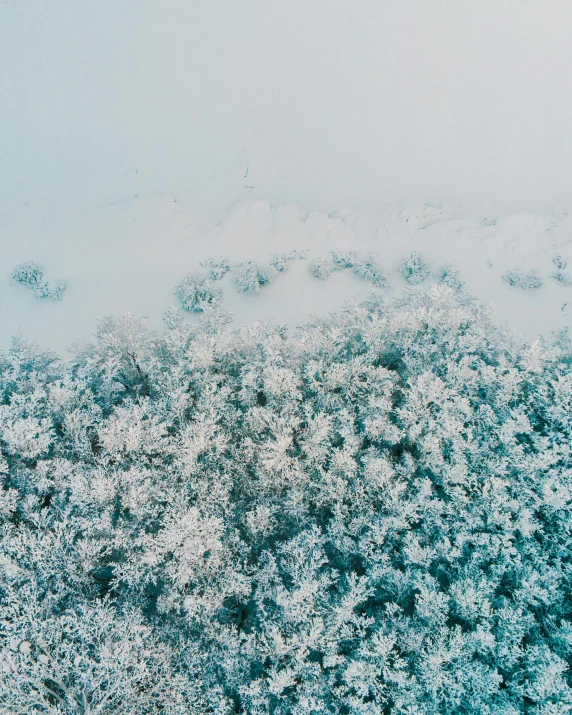 an aerial view of trees covered in snow, an album cover, unsplash contest winner, sea foam, thumbnail, flowers, foggy photo 8 k