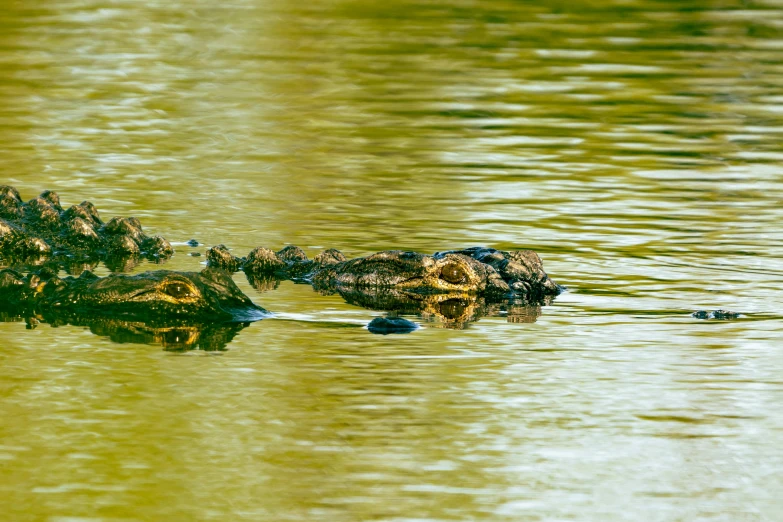 a large alligator floating on top of a body of water, siblings, camaraderie, avatar image, focused photo