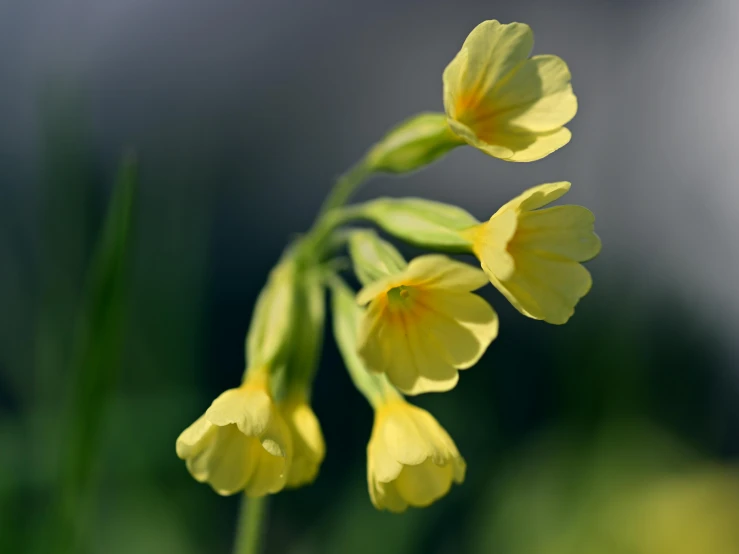 a close up of a plant with yellow flowers, a picture, by David Simpson, unsplash, paul barson, bells, myth of narcissus, tremella-fuciformis