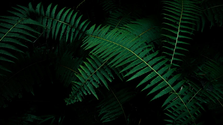 a close up of a bunch of green leaves, an album cover, inspired by Elsa Bleda, pexels contest winner, hurufiyya, tree ferns, night in a dark forest, sustainable materials, taken on iphone 14 pro