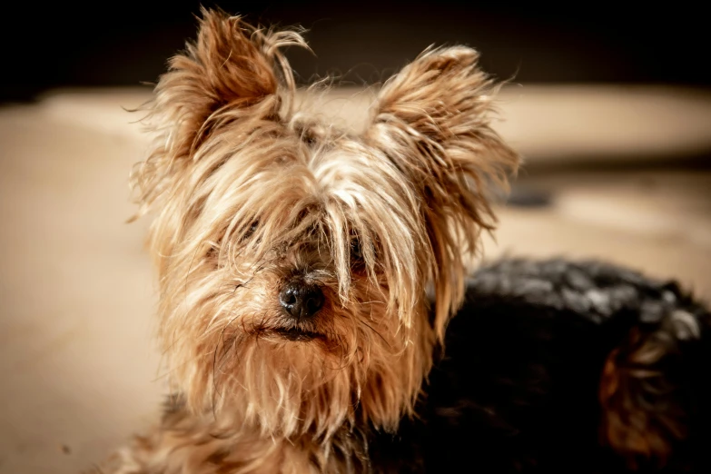 a small brown dog sitting on top of a floor, a portrait, by Peter Churcher, unsplash, yorkshire terrier, in the sun, close - up of face, black