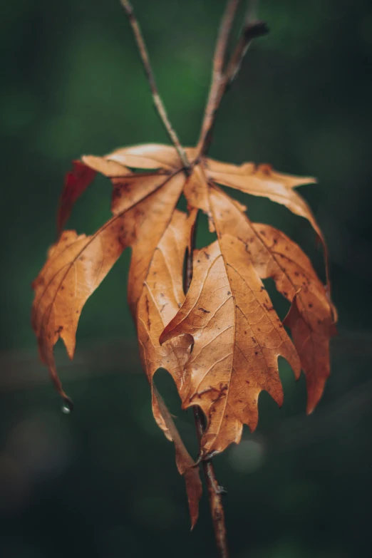 a close up of a leaf on a tree branch, trending on pexels, muted brown, tears running down, multi-part, tall