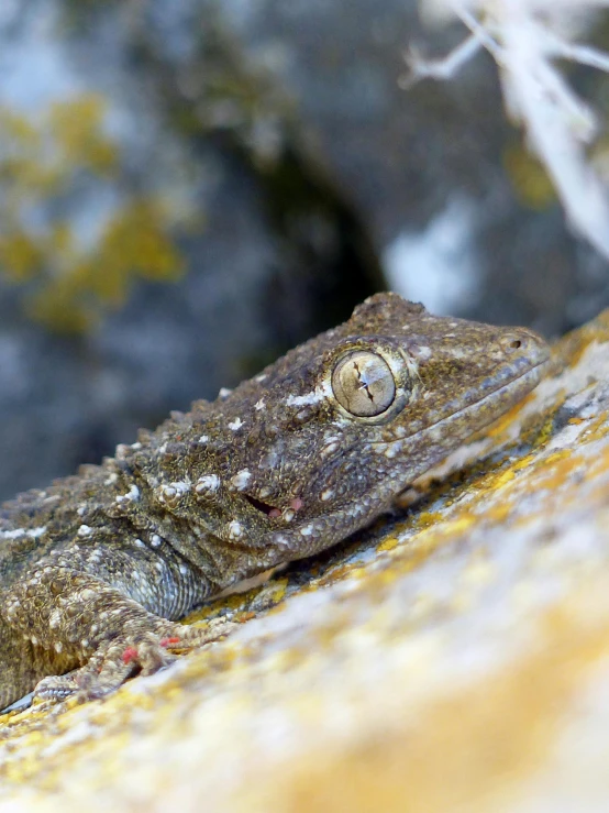 a close up of a lizard on a rock, covered in water drops, maxwell boas, taken in the late 2010s, slide show