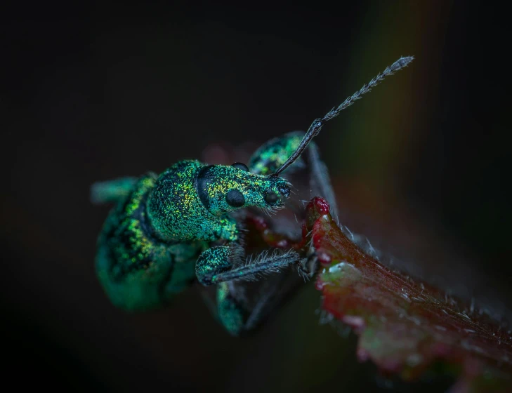 a close up of a green insect on a leaf, a macro photograph, by Adam Marczyński, unsplash contest winner, iridescent deep colors, horned beetle, paul barson, cute forest creature