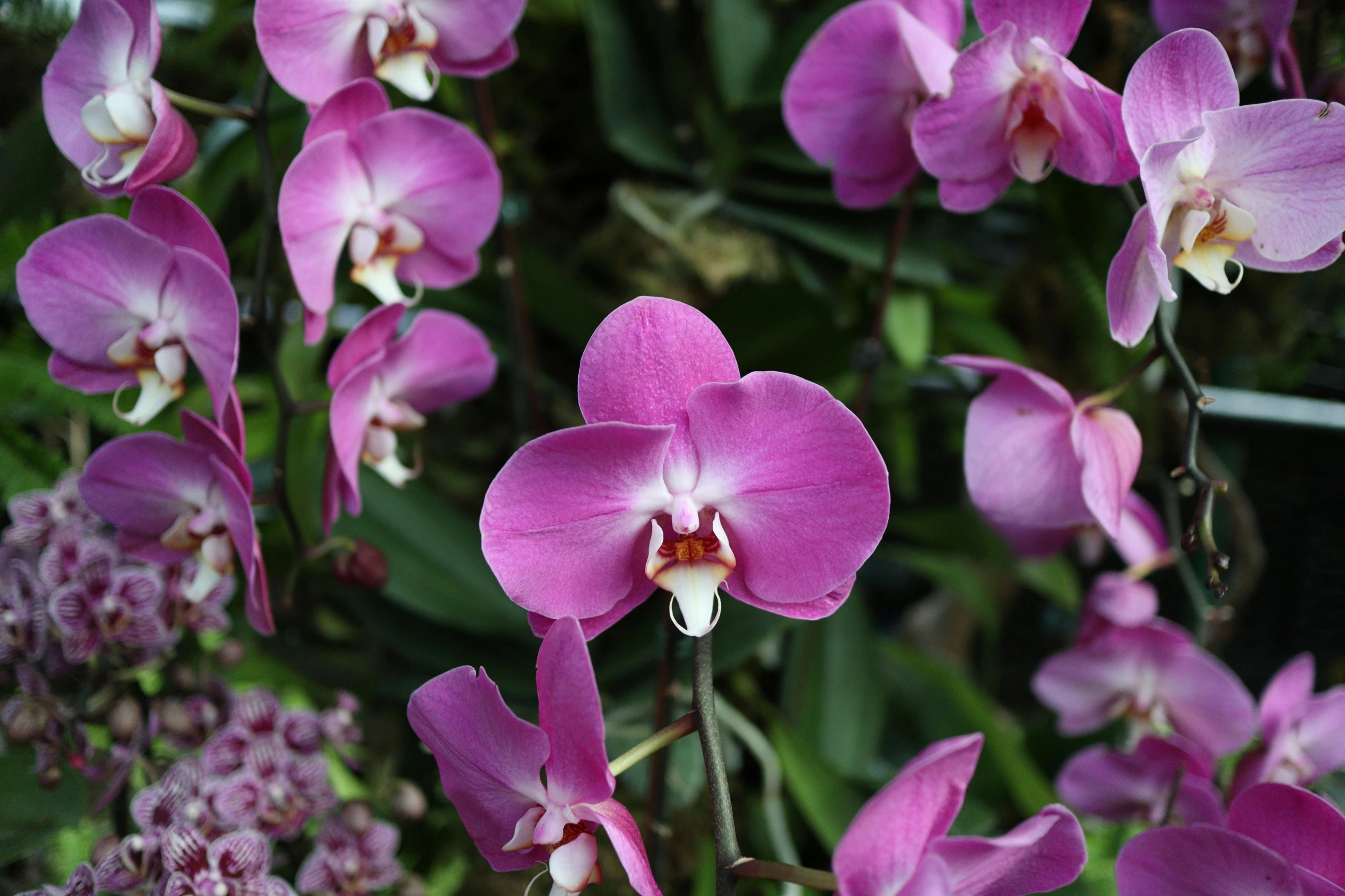 a close up of a bunch of purple flowers, moth orchids, lush surroundings, highly polished, in a row