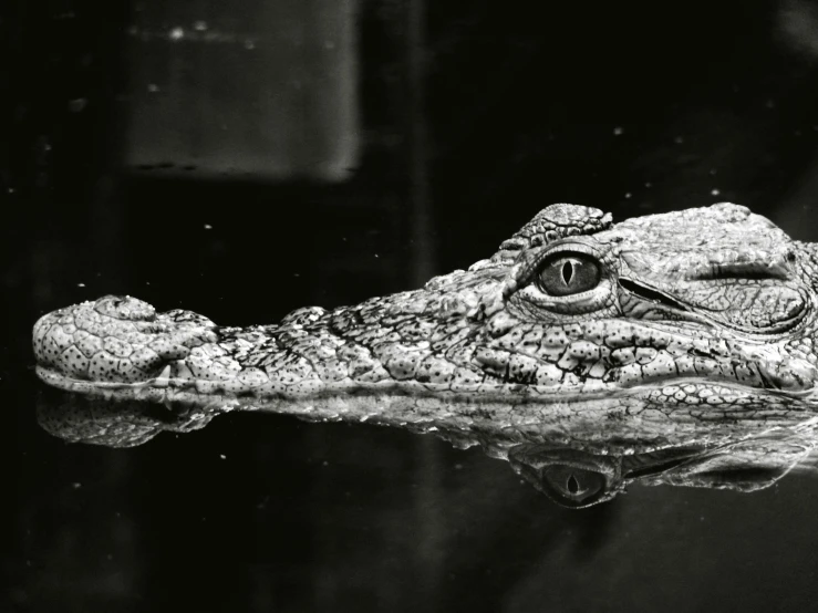 a black and white photo of an alligator, by Adam Marczyński, pexels contest winner, wet reflections in square eyes, illustration, colorless, f / 1. 2 5