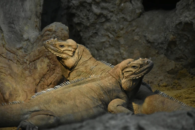 a couple of lizards sitting next to each other, pexels contest winner, réunion des musées nationaux, wrinkly, brown, female gigachad