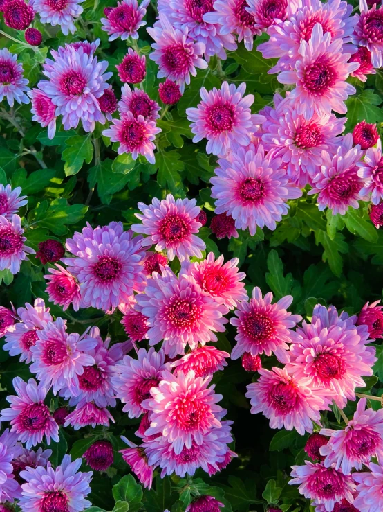 a close up of a bunch of purple flowers, chrysanthemum eos-1d, cotton candy bushes, taken in the late 2010s, full product shot