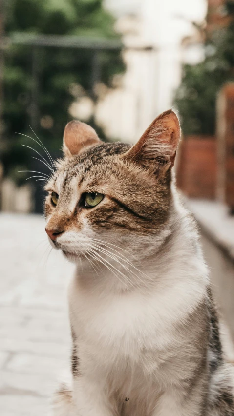 a close up of a cat sitting on a sidewalk, trending on pexels, renaissance, square nose, high quality photo, proud serious expression, gif