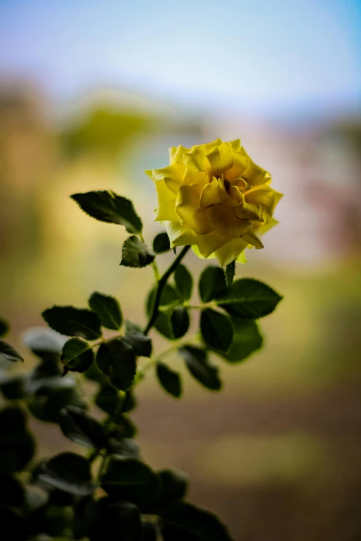 yellow rose with green leaves at daytime