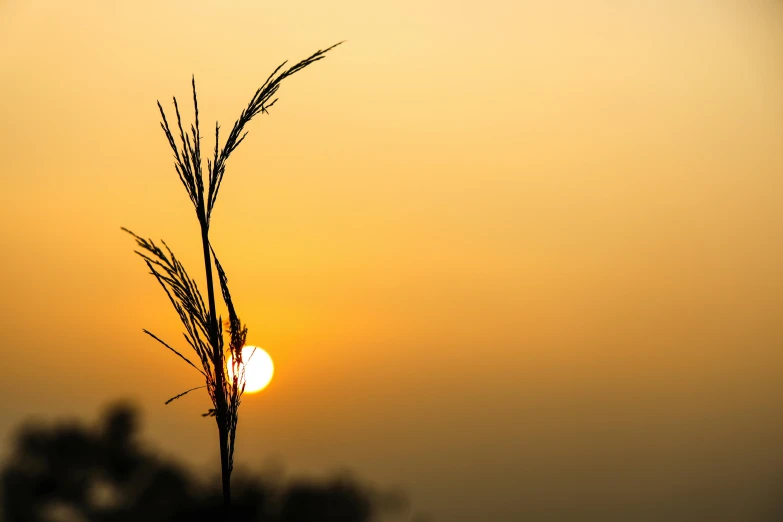 a plant is lit by the sun in a hazy sky