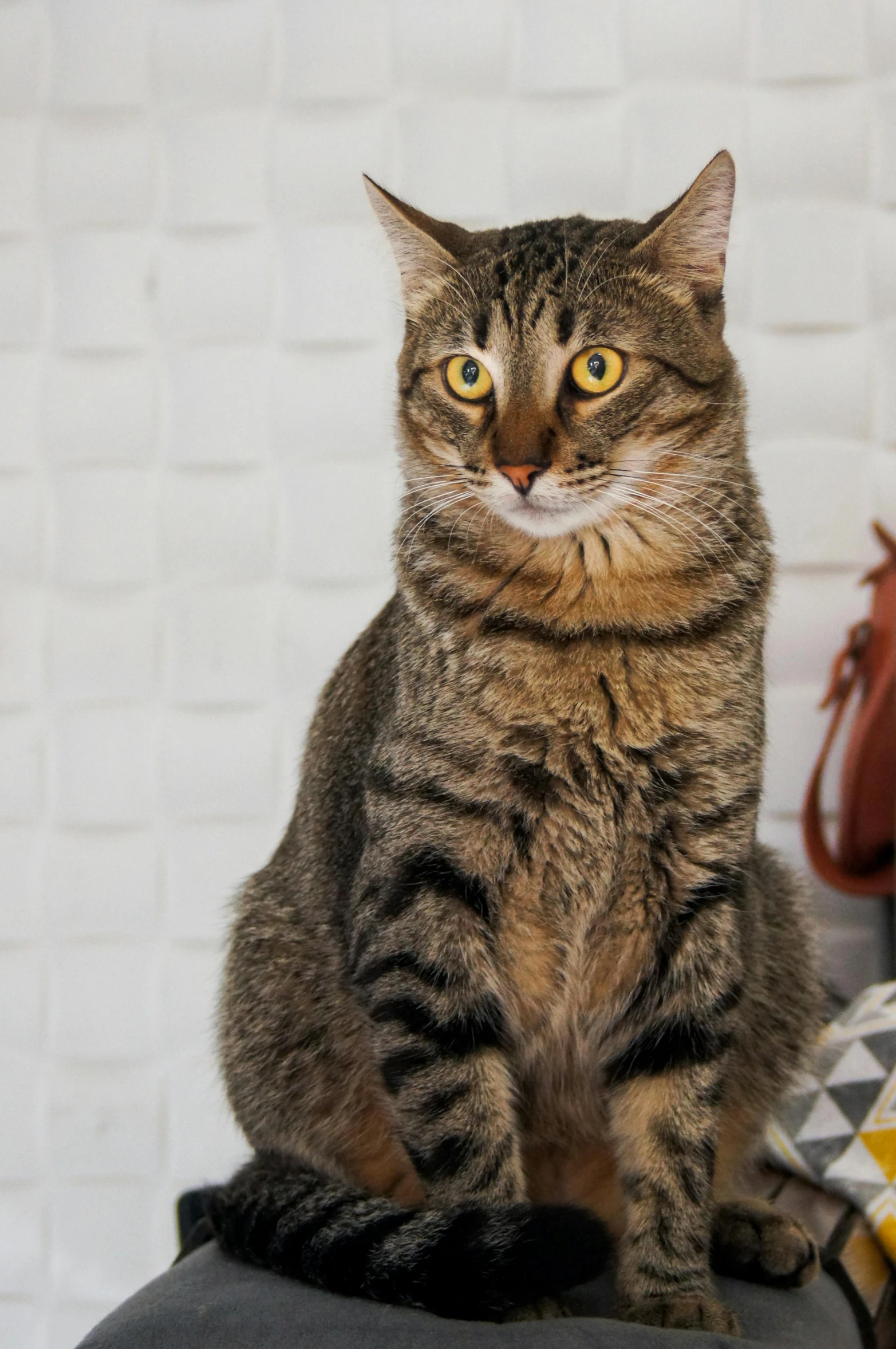 a cat sitting on top of a black stool, by Julia Pishtar, shutterstock contest winner, short brown hair and large eyes, on a white table, male and female, looking straight to camera