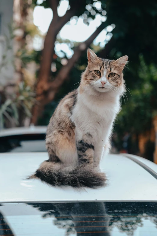 a cat sitting on the hood of a car, a picture, trending on unsplash, lovingly looking at camera, high quality photo, without text, with tail