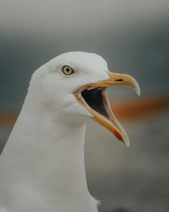 a close up of a seagull with its mouth open, by Jan Tengnagel, pexels contest winner, trending on vsco, wrinkles, yelling, photo in color